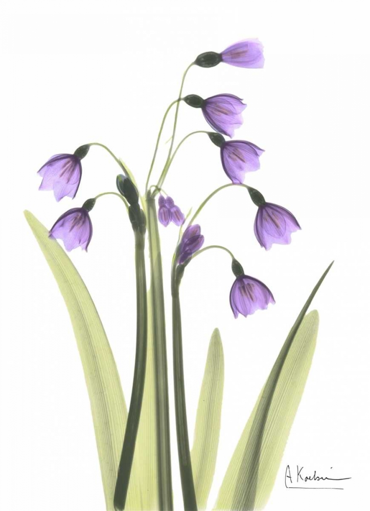 Wall Art Painting id:22268, Name: Snow Drop in Full Bloom, Artist: Koetsier, Albert