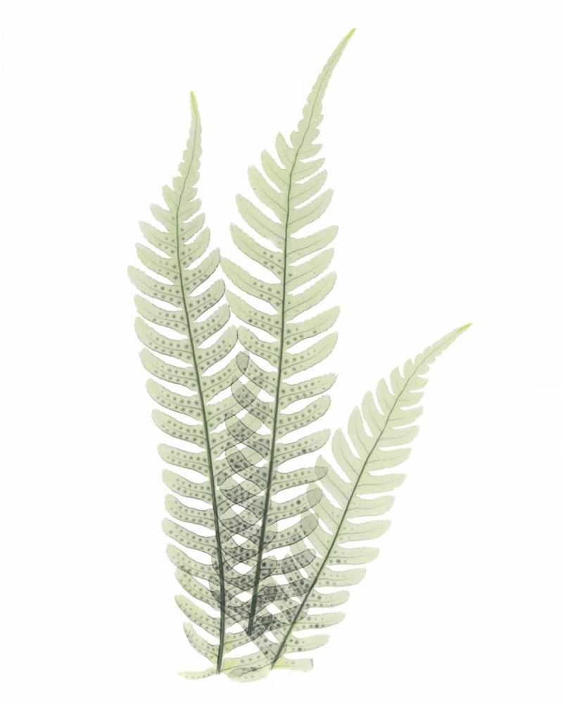 Wall Art Painting id:22280, Name: Tree Fern in Green, Artist: Koetsier, Albert