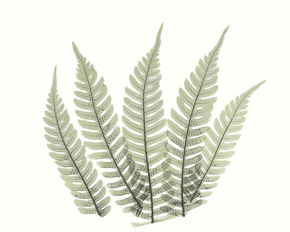 Wall Art Painting id:22286, Name: Tree Fern in Green 4, Artist: Koetsier, Albert