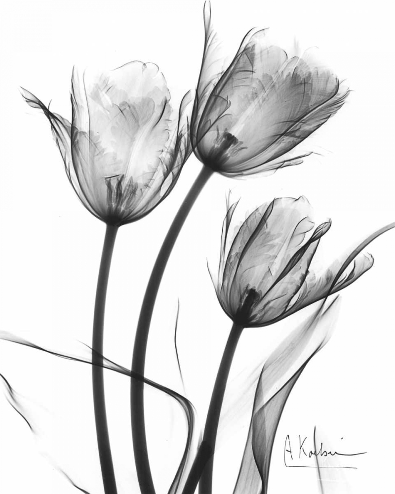 Art Print: Tulip Arrangement in BandW