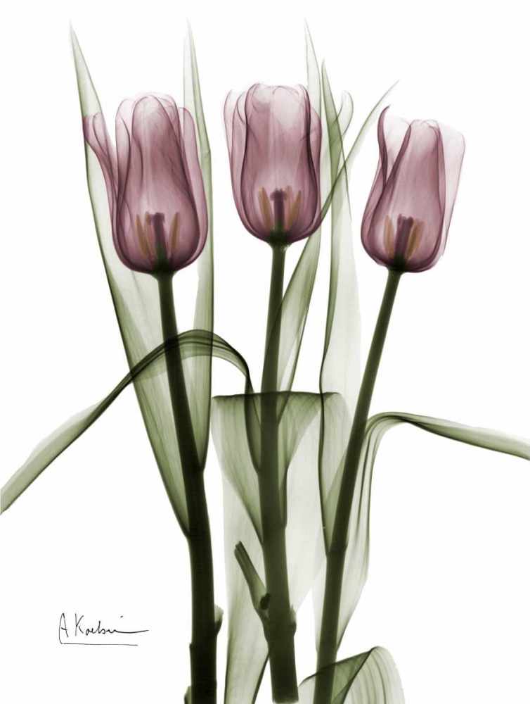 Wall Art Painting id:22291, Name: Triplet Tulips in Color, Artist: Koetsier, Albert