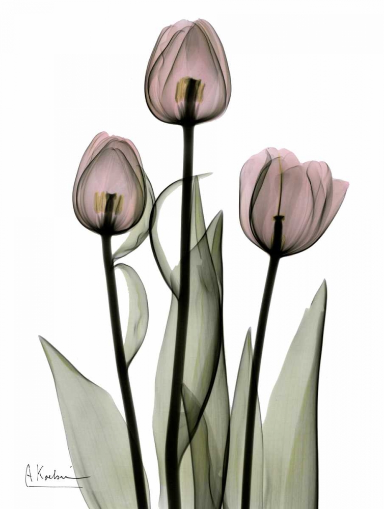 Wall Art Painting id:22313, Name: Early Tulips in Pink, Artist: Koetsier, Albert