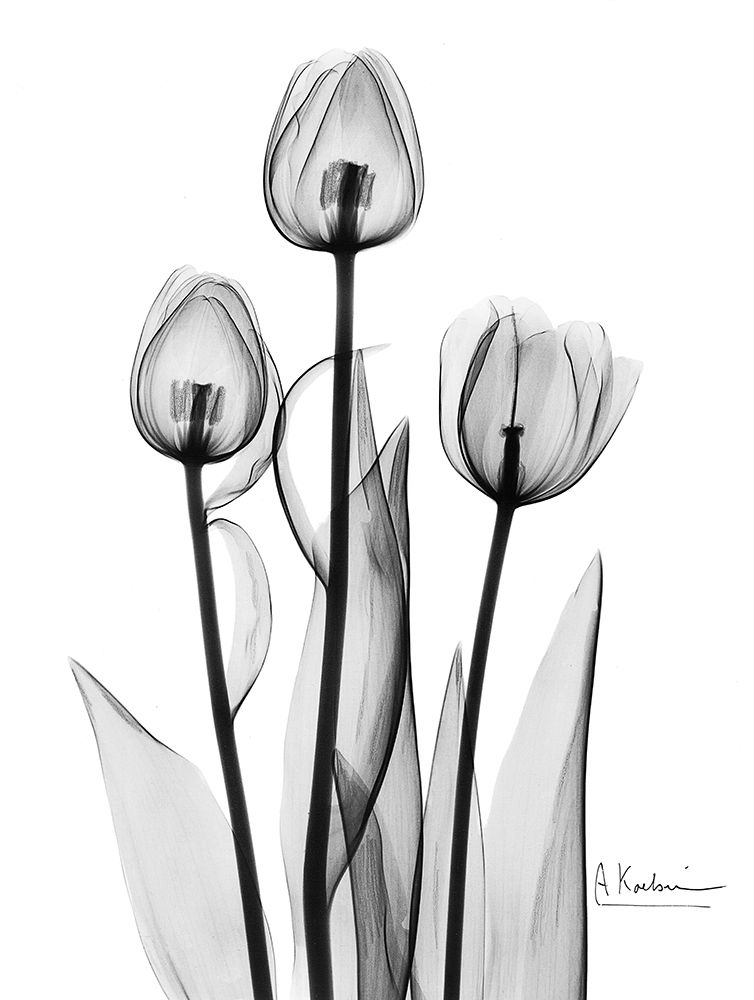 Wall Art Painting id:222367, Name: Tulips Black and White, Artist: Koetsier, Albert