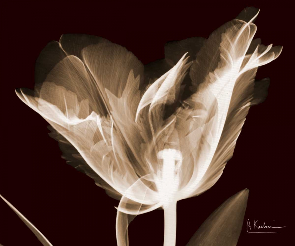 Art Print: Single Tulip Brown on Red