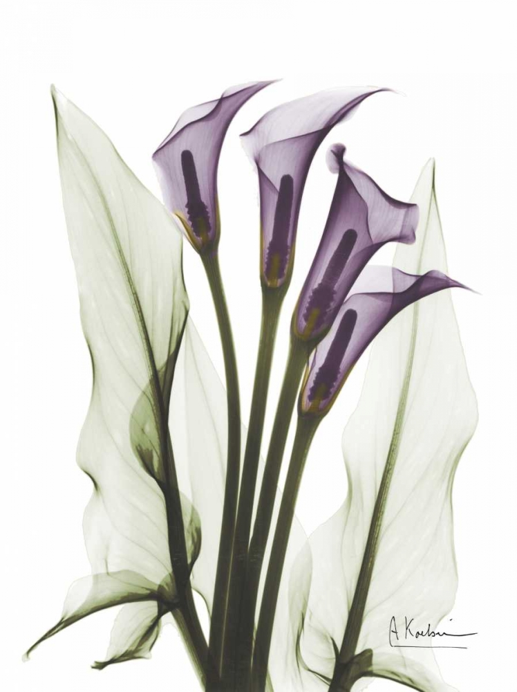Wall Art Painting id:22338, Name: Calla Lily Quad in Color, Artist: Koetsier, Albert