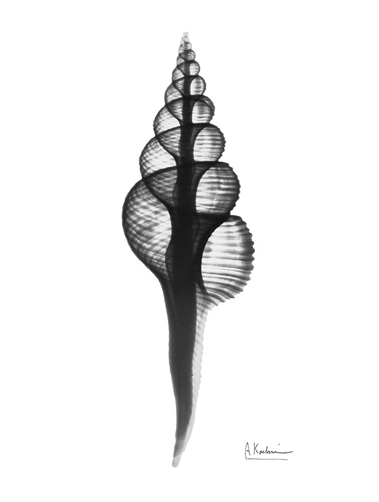 Art Print: Fusinus Colus