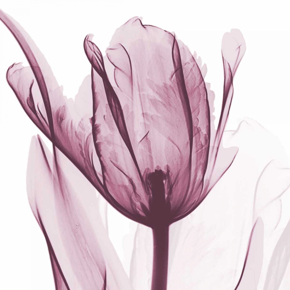 Art Print: The Purple Tulip