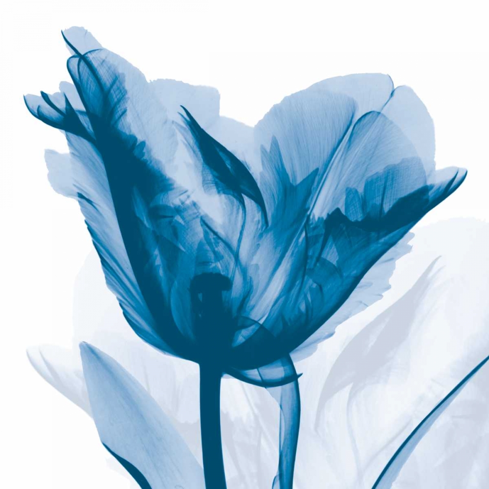 Art Print: Lusty Blue Tulip