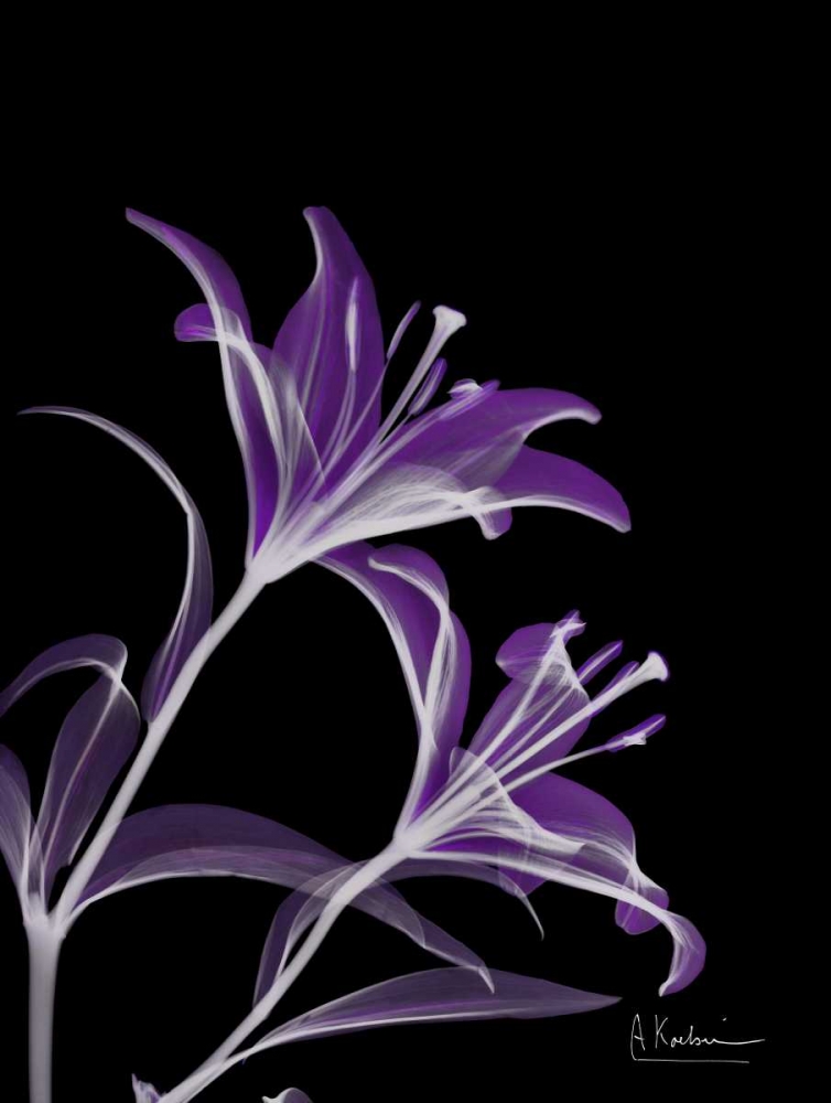 Art Print: Purple Lily
