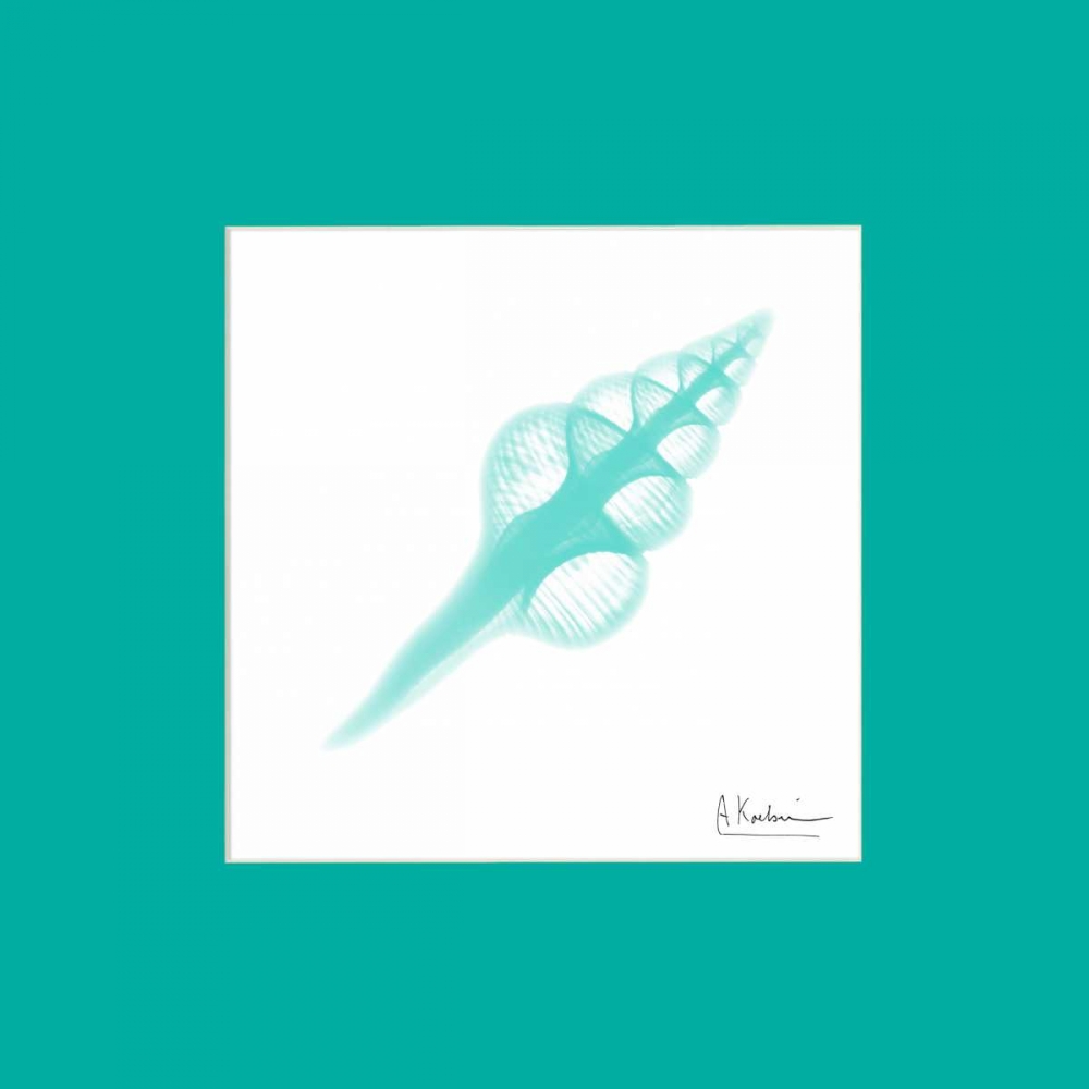 Art Print: Fusinus Colus Seafoam Matte