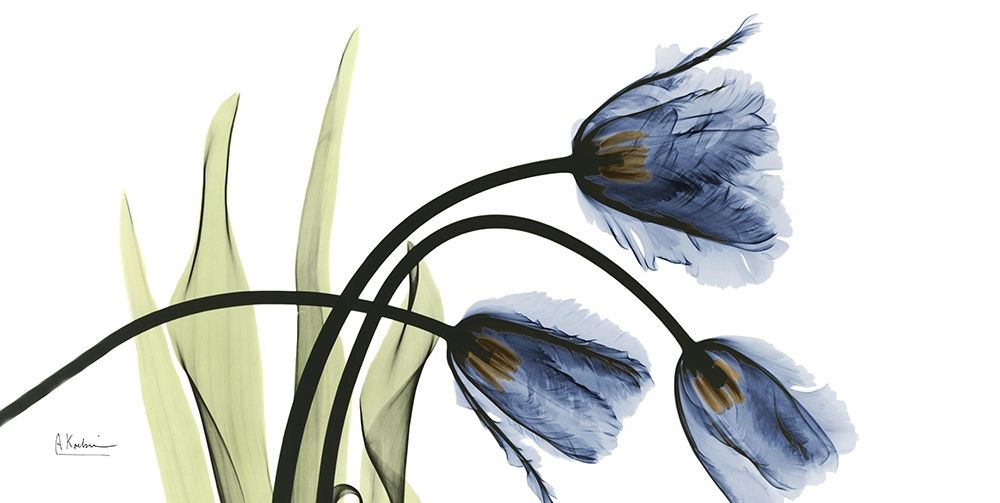Art Print: Tulip Blues