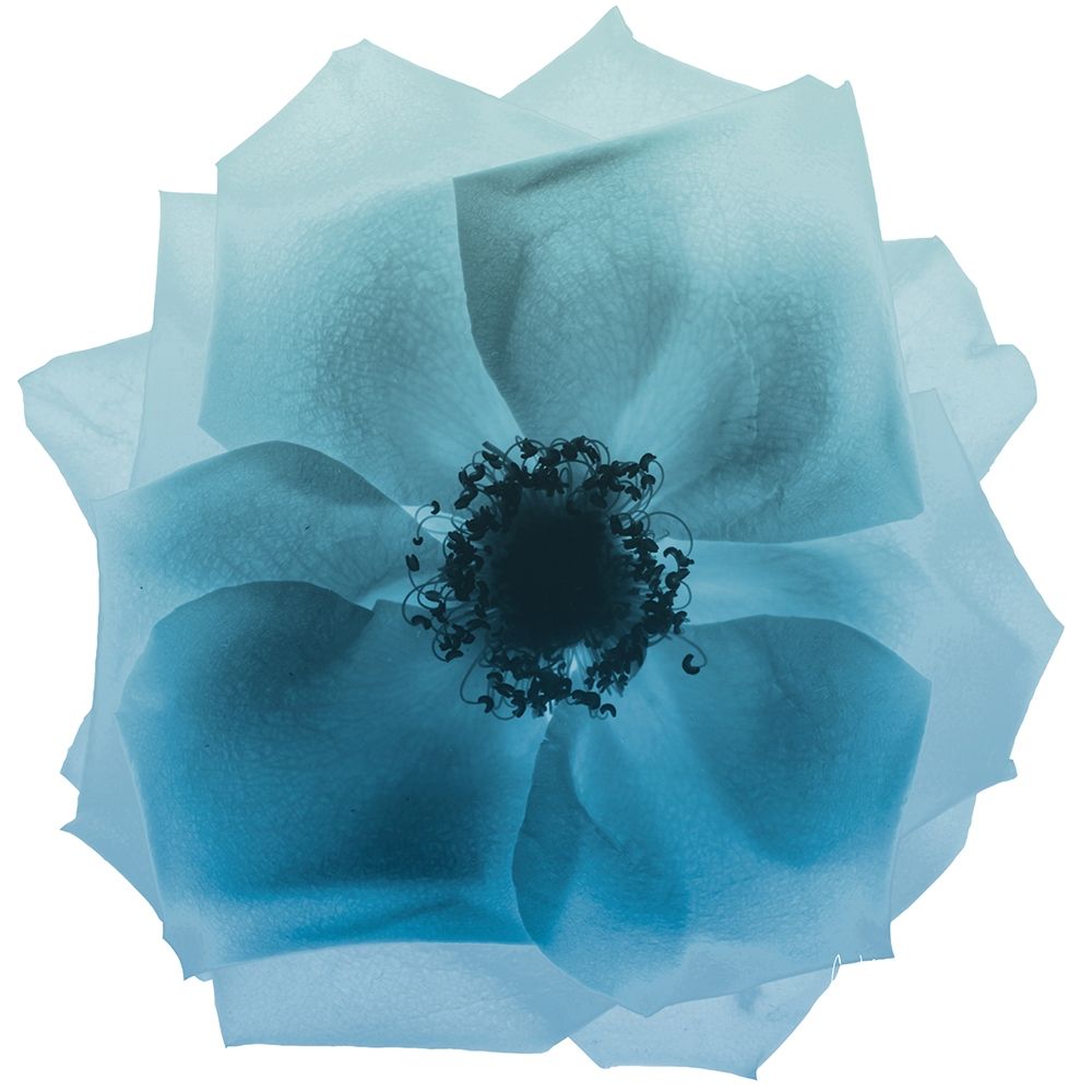 Art Print: Rose Petal Blues 2