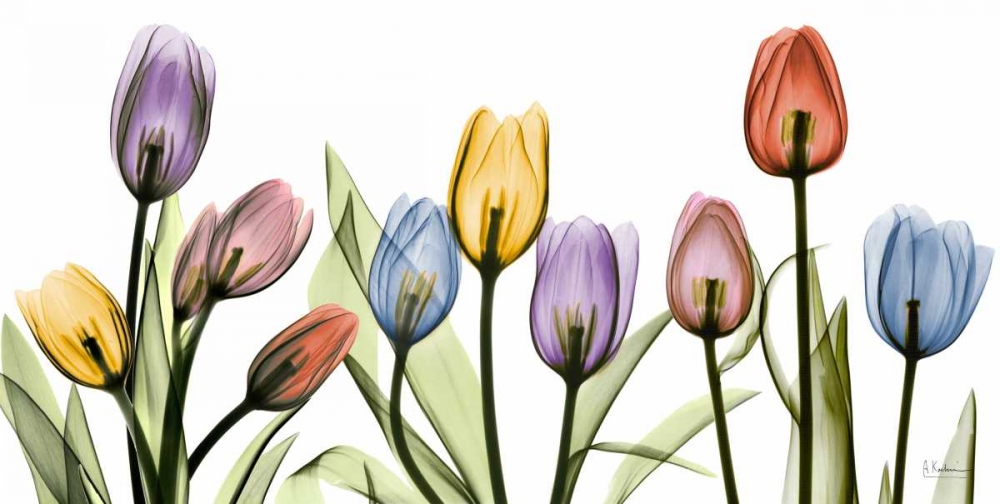 Art Print: Tulipscape
