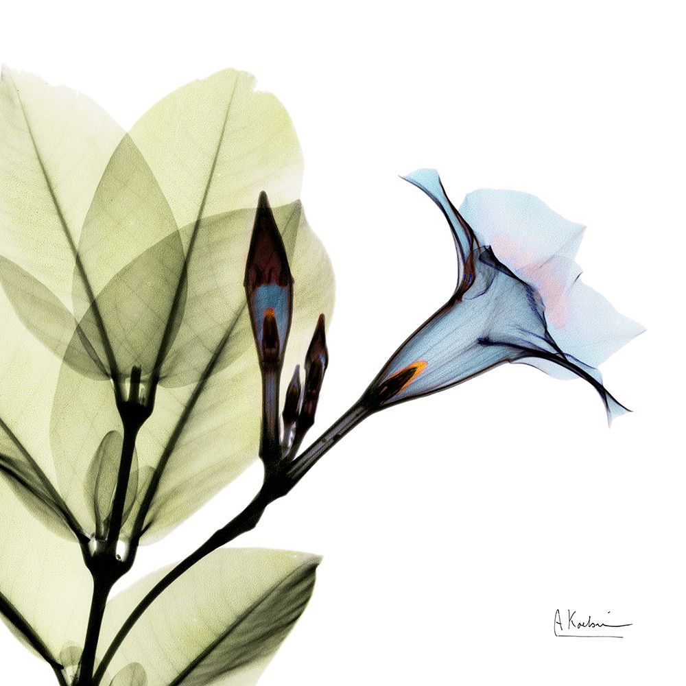 Art Print: Mandelilla