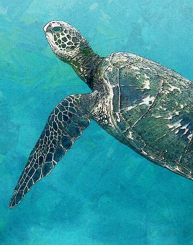 Wall Art Painting id:276379, Name: Sea Turtle 3, Artist: Bailey, Ann