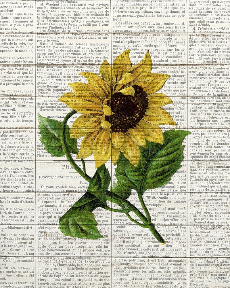 Wall Art Painting id:299311, Name: Sunflower Print 1, Artist: Bailey, Ann