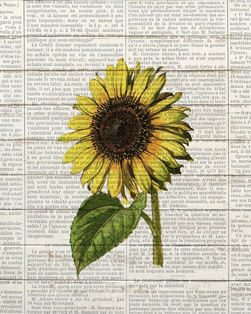 Wall Art Painting id:299312, Name: Sunflower Print 2, Artist: Bailey, Ann