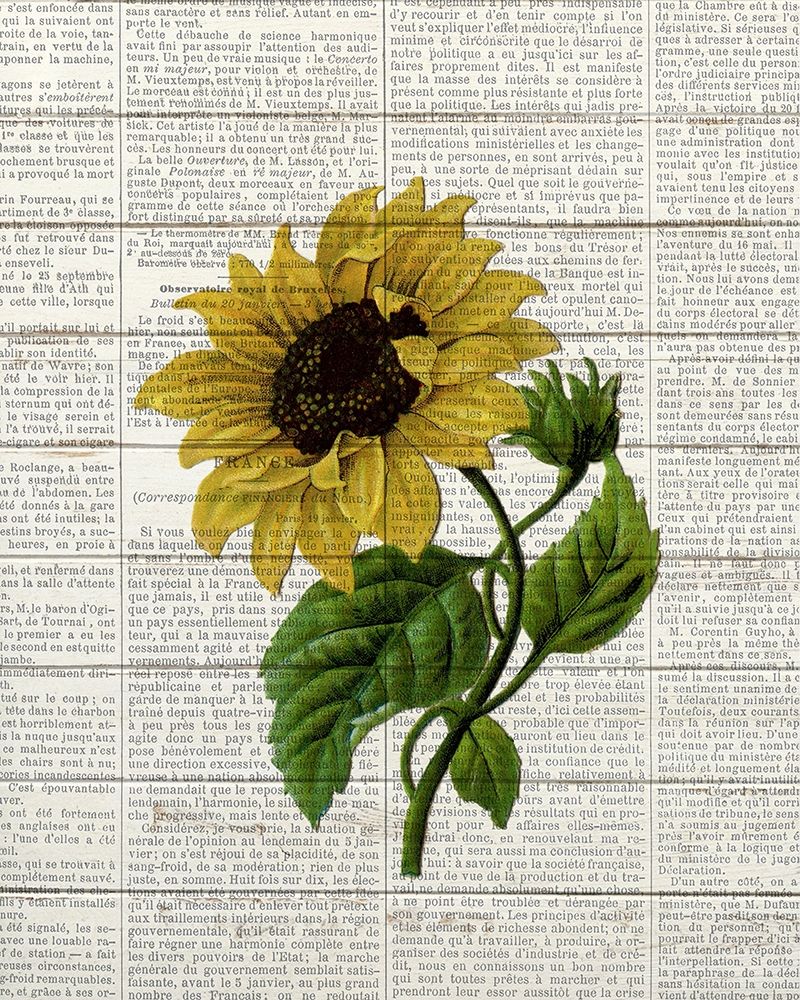 Wall Art Painting id:299313, Name: Sunflower Print 3, Artist: Bailey, Ann