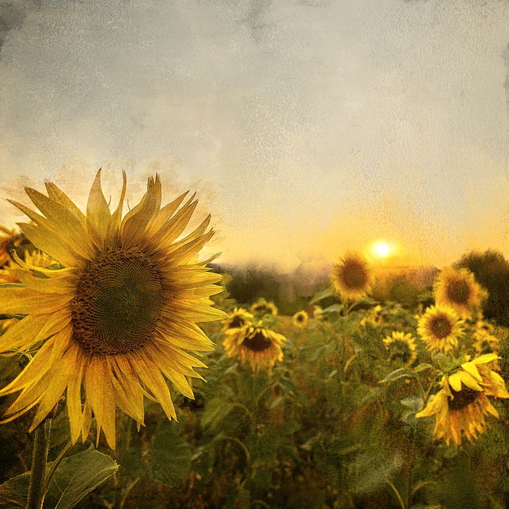 Wall Art Painting id:299345, Name: Field of Sunflowers, Artist: Bailey, Ann