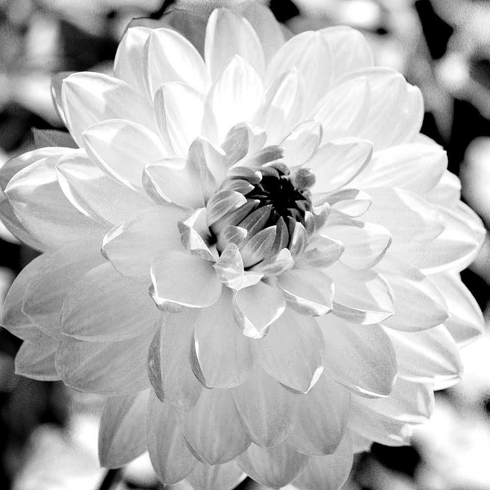 Wall Art Painting id:299346, Name: Black and White Bloom, Artist: Bailey, Ann