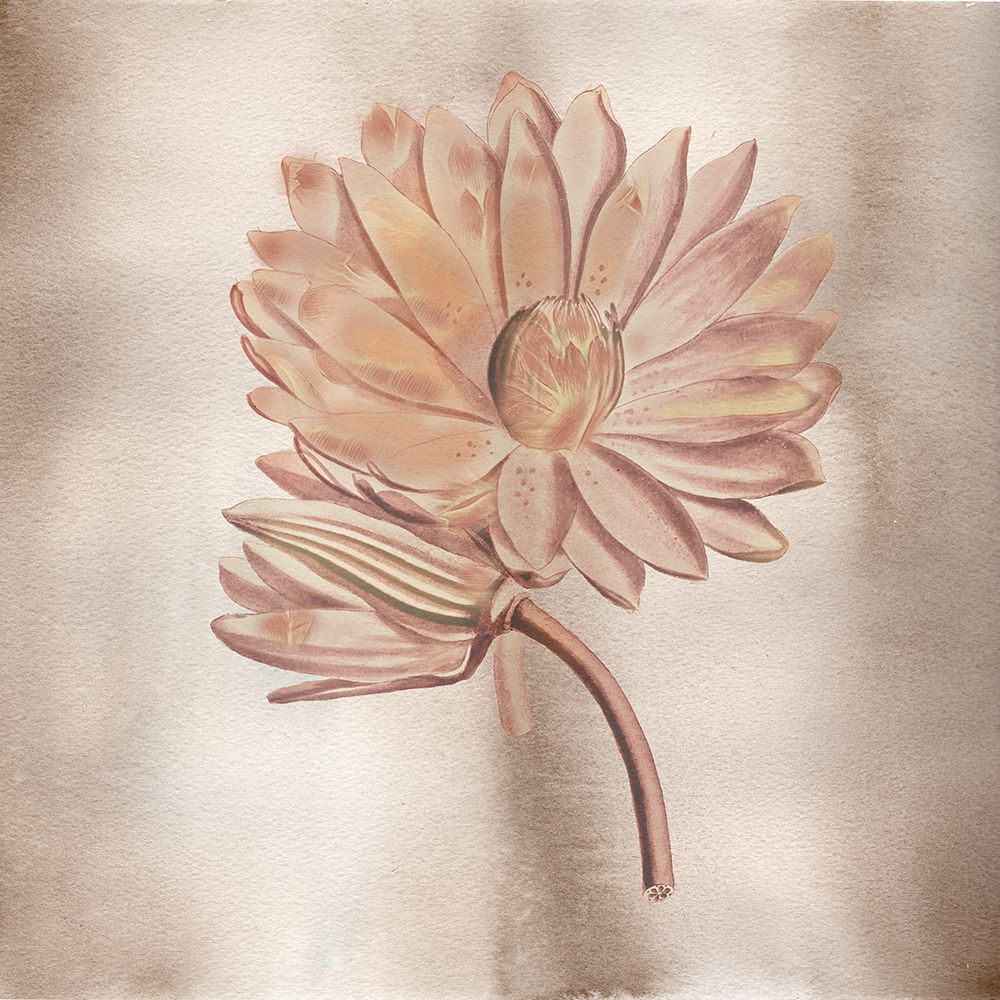 Wall Art Painting id:726972, Name: Vintage Flowers 2, Artist: Frost, Julia