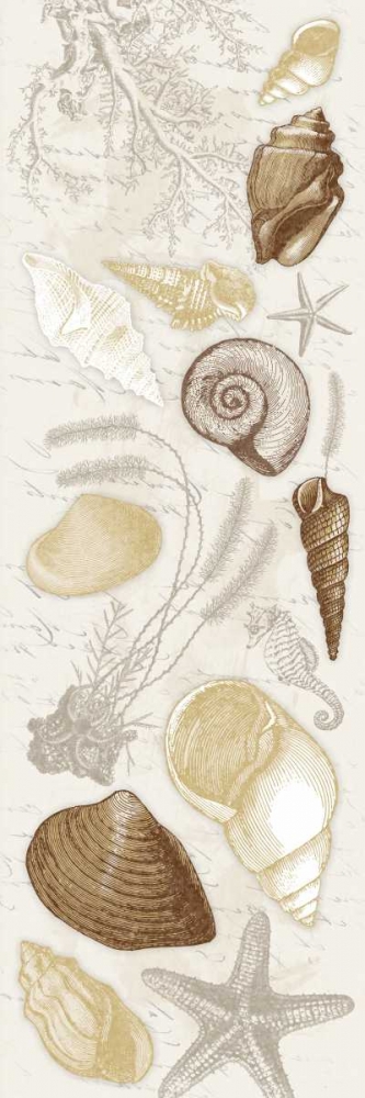 Wall Art Painting id:25686, Name: Shells, Artist: Grey, Jace