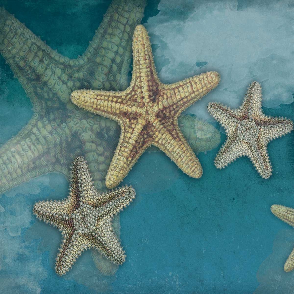 Wall Art Painting id:27099, Name: Starfish, Artist: Grey, Jace