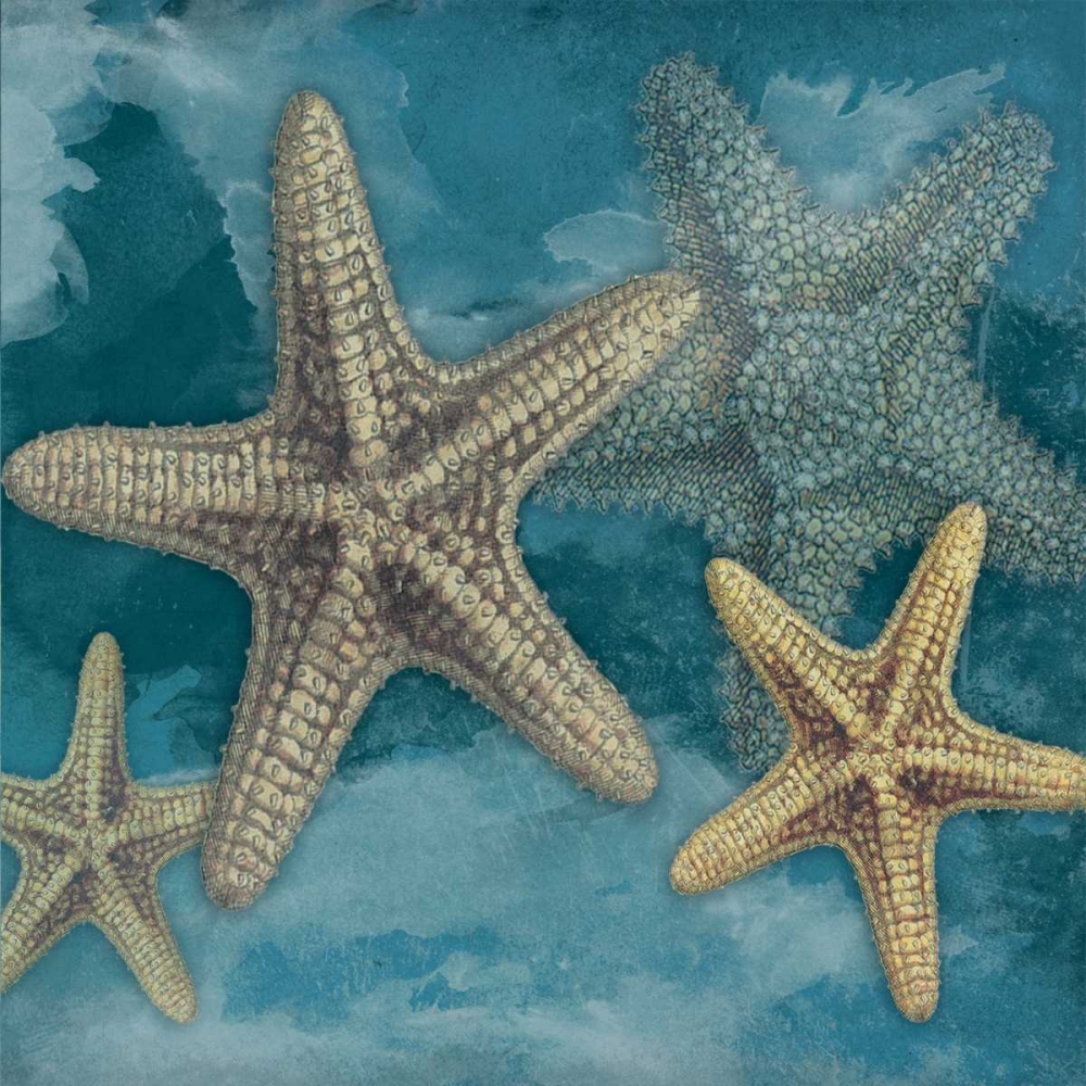 Wall Art Painting id:27100, Name: Starfish, Artist: Grey, Jace