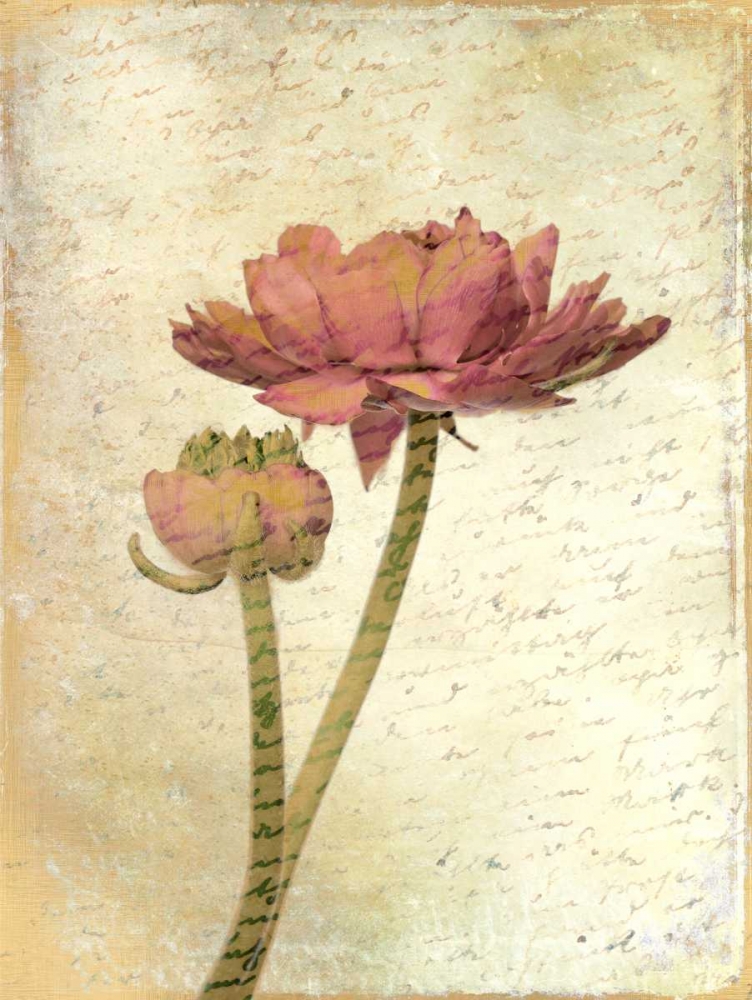 Wall Art Painting id:125816, Name: Ranunculus Bloom 1, Artist: Allen, Kimberly