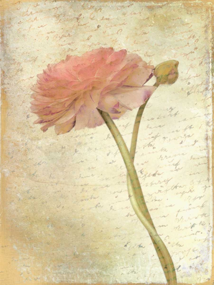 Wall Art Painting id:125817, Name: Ranunculus Bloom 2, Artist: Allen, Kimberly