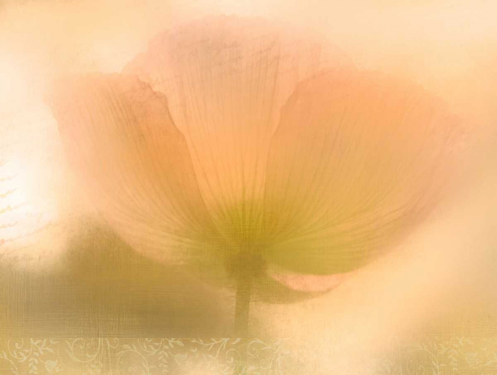 Wall Art Painting id:125819, Name: Golden Poppy, Artist: Allen, Kimberly