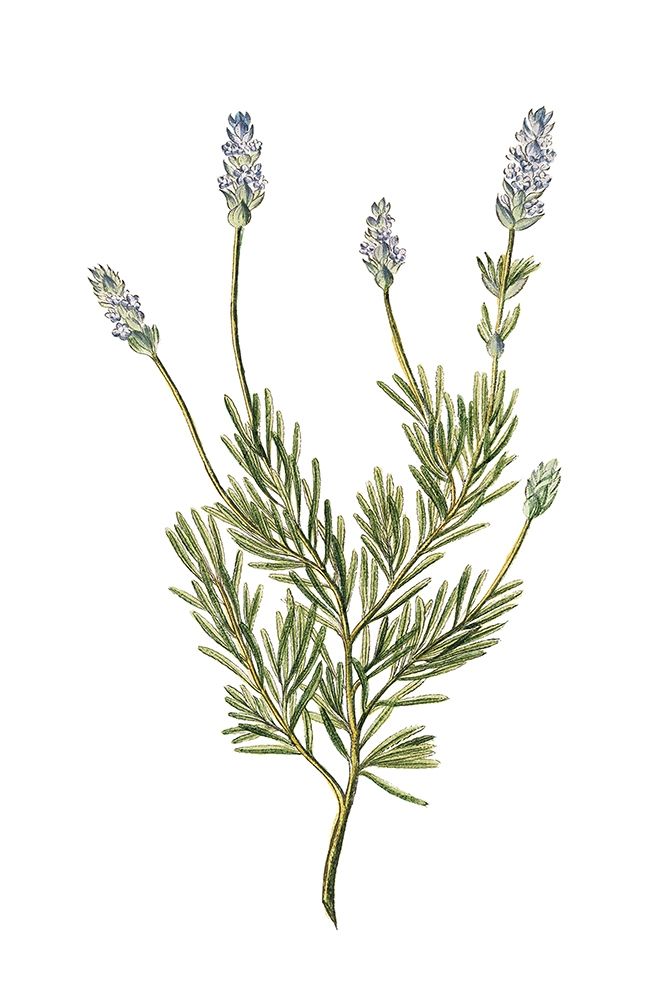 Wall Art Painting id:240899, Name: Herbs on White 1, Artist: Kimberly, Allen