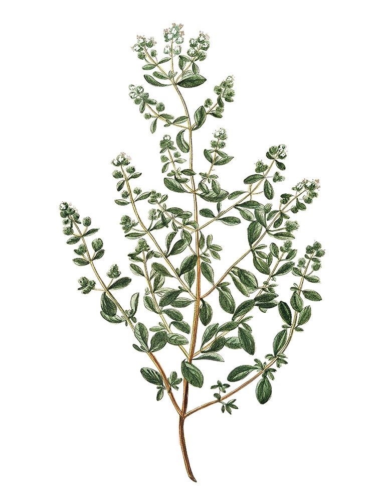 Wall Art Painting id:240900, Name: Herbs on White 2, Artist: Kimberly, Allen