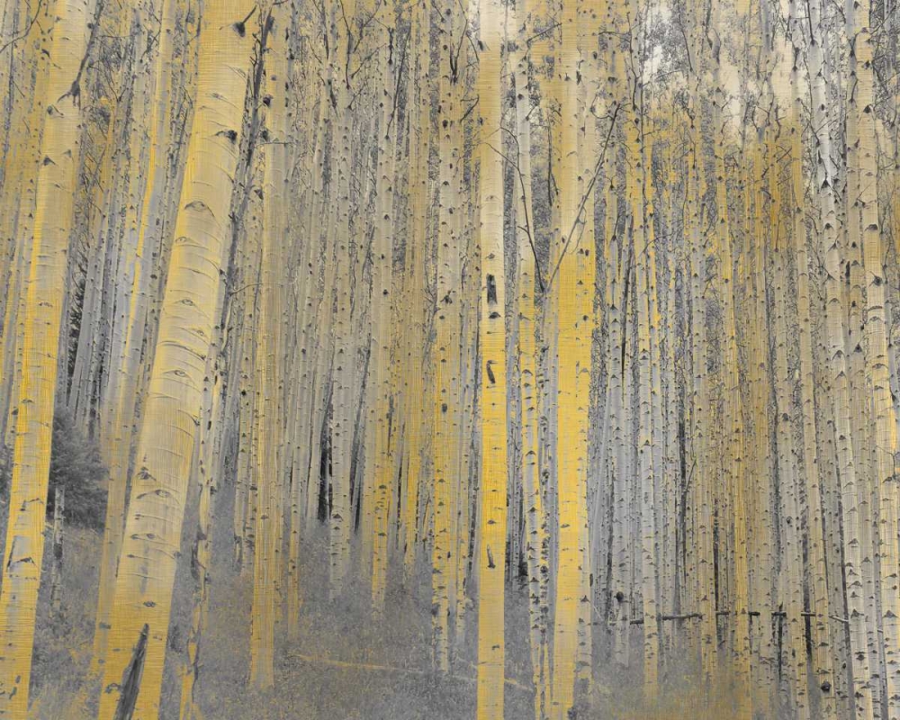 Wall Art Painting id:138163, Name: Aspen Forest in Gold, Artist: Allen, Kimberly