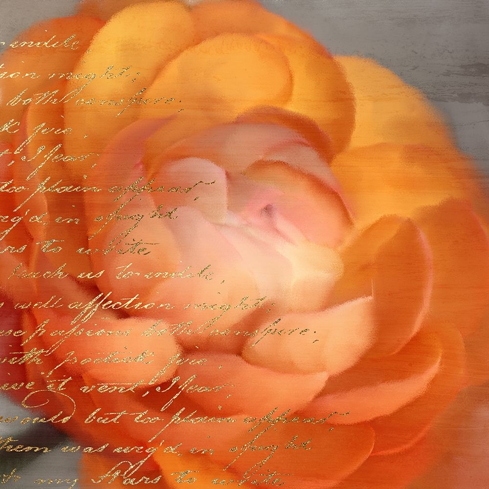 Wall Art Painting id:250777, Name: Ranunculus Orange, Artist: Allen, Kimberly