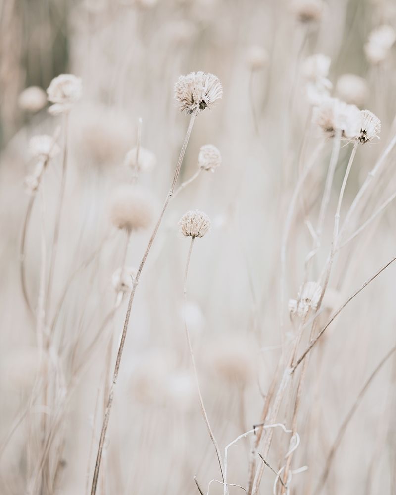 Wall Art Painting id:331664, Name: White Dried Wildflowers, Artist: Straatsma, Leah