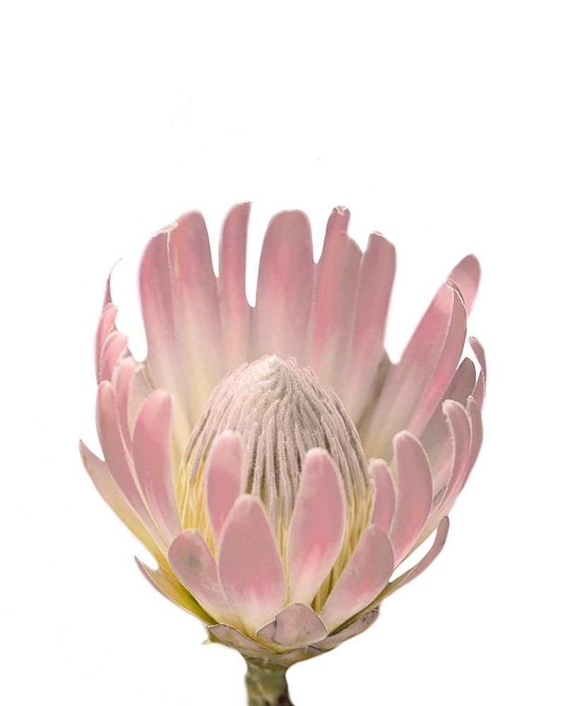 Wall Art Painting id:331763, Name: Blush Protea, Artist: Straatsma, Leah