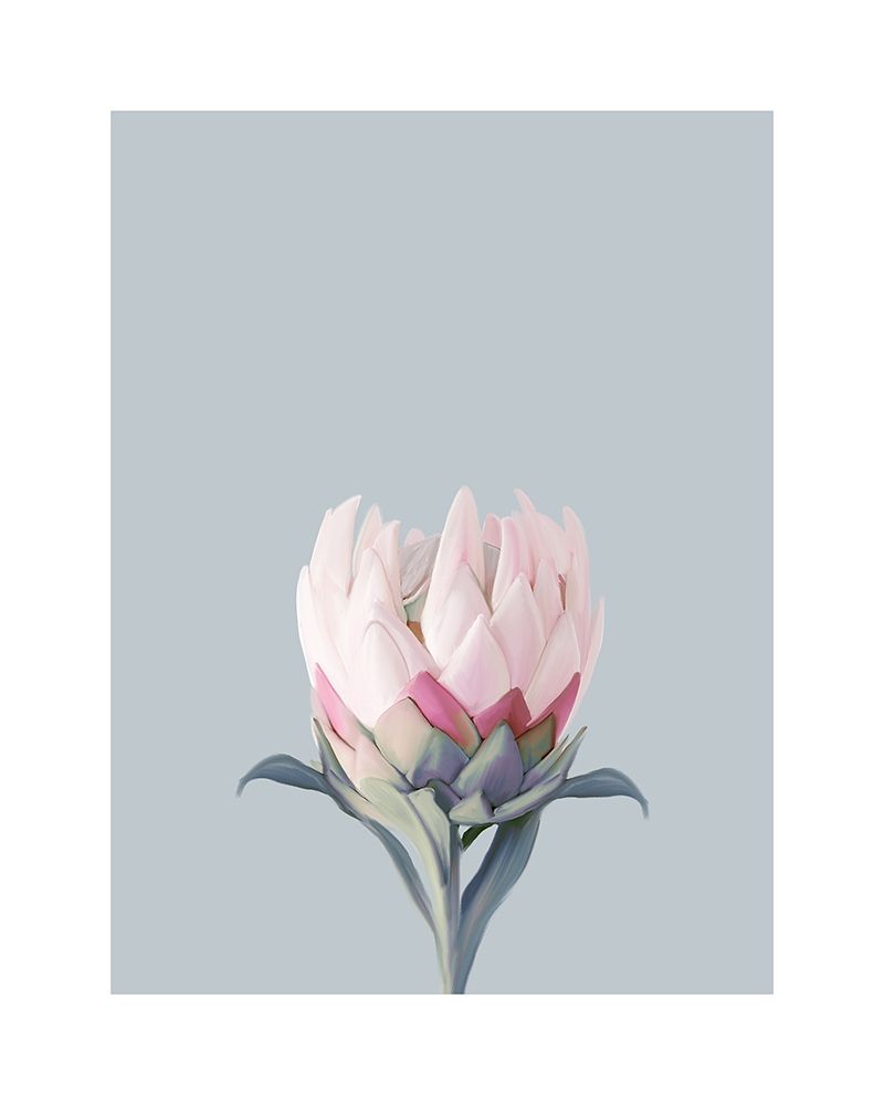 Wall Art Painting id:331764, Name: King Protea Plant, Artist: Straatsma, Leah