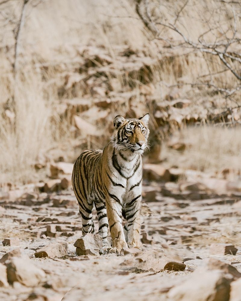 Wall Art Painting id:393785, Name: Tiger on Rocks, Artist: Straatsma, Leah