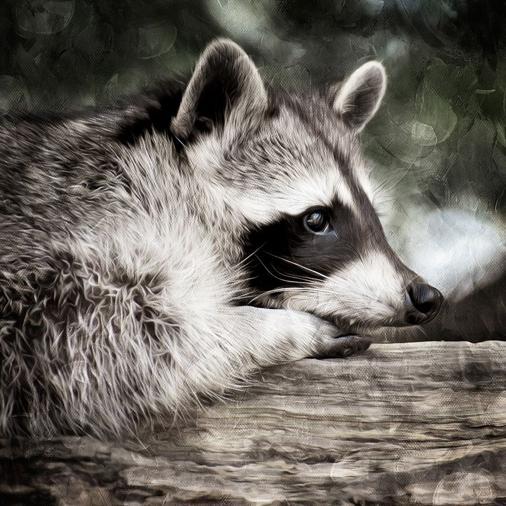 Wall Art Painting id:386670, Name: Pondering Raccoon, Artist: Prime, Marcus