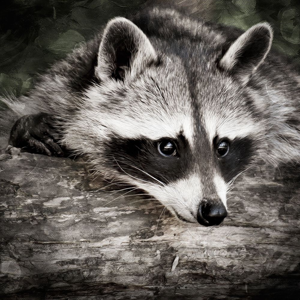 Wall Art Painting id:386671, Name: Pondering Raccoon 2, Artist: Prime, Marcus