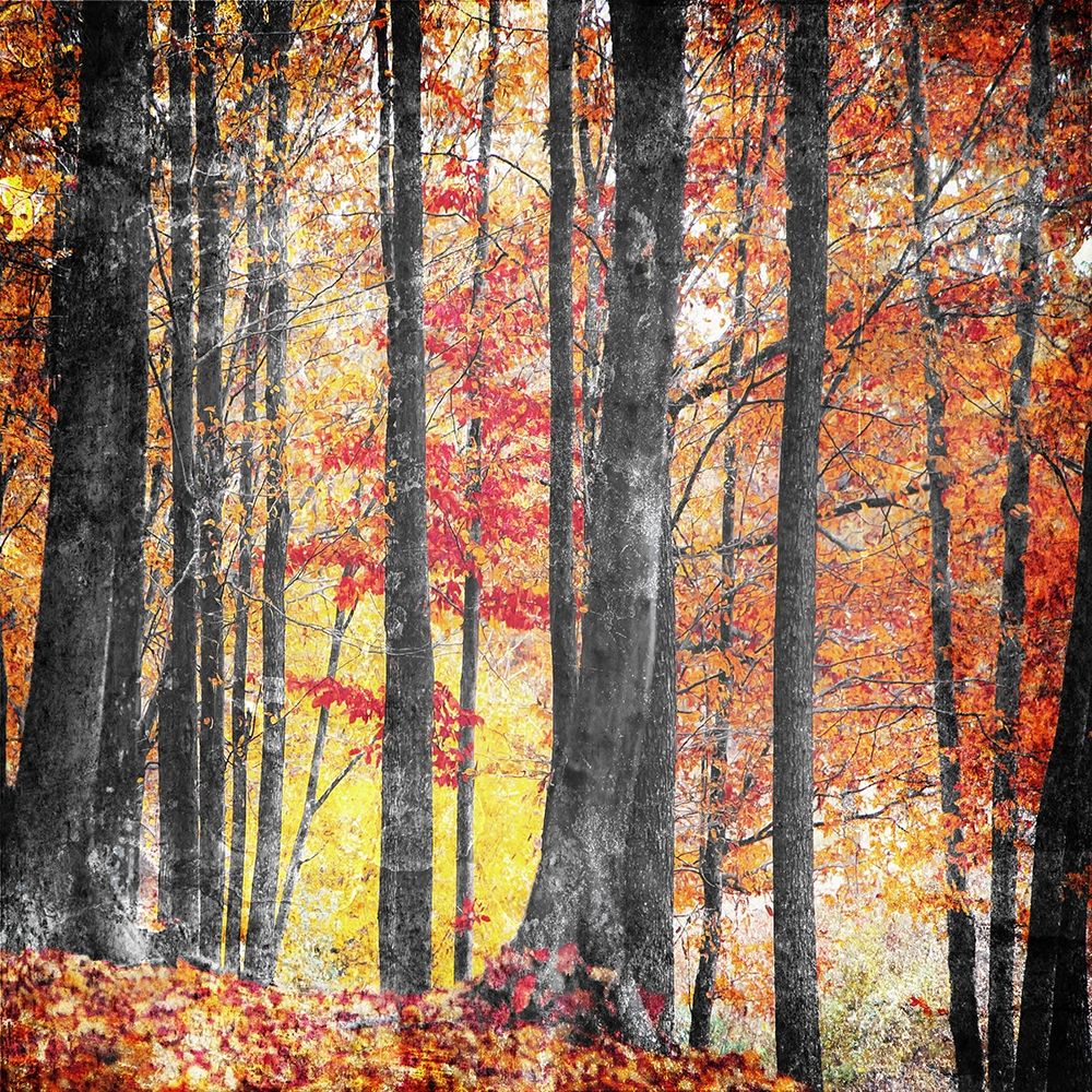 Wall Art Painting id:224488, Name: Fall In The Woods, Artist: Villa, Mlli