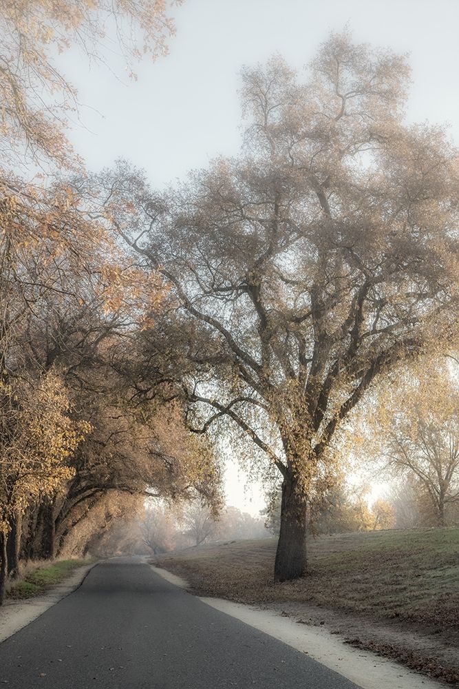 Wall Art Painting id:202150, Name: The Road Less Traveled 2, Artist: Poinski, Dianne