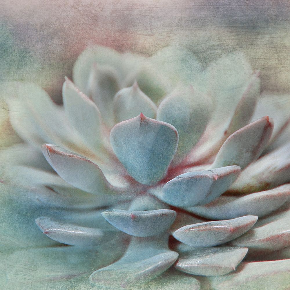 Art Print: Pastel Succulent I