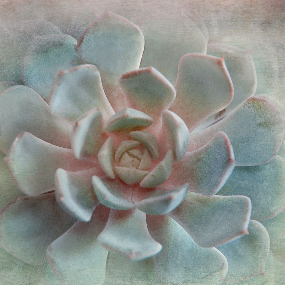 Art Print: Pastel Succulent II