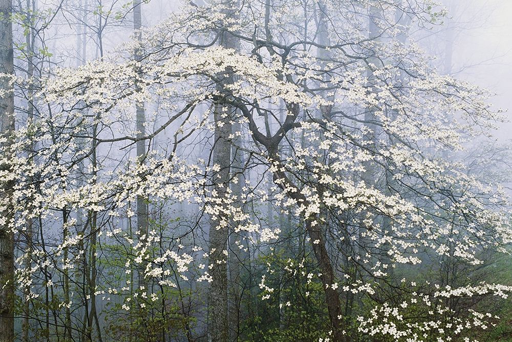 Wall Art Painting id:208401, Name: A. Jones _ Dogwood Canopy, Artist: Delimont, Danita