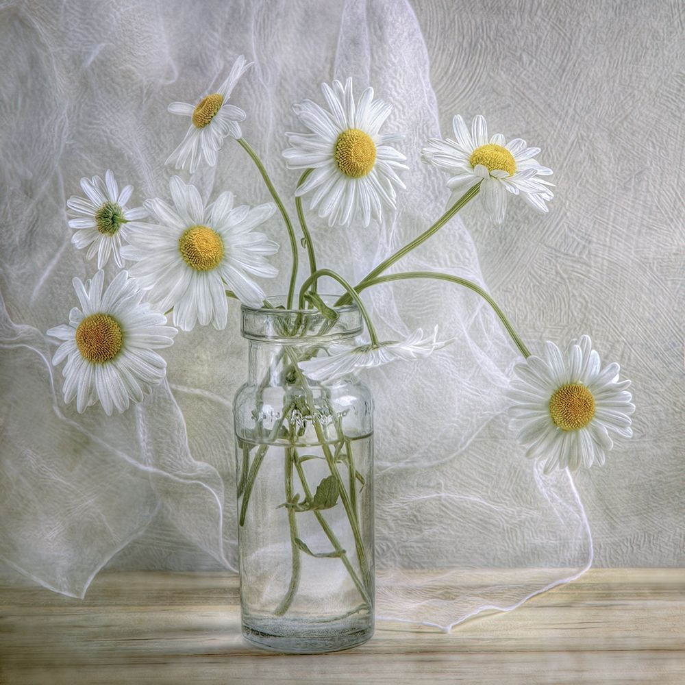 Wall Art Painting id:208404, Name: Daisies, Artist: Disher, Mandy