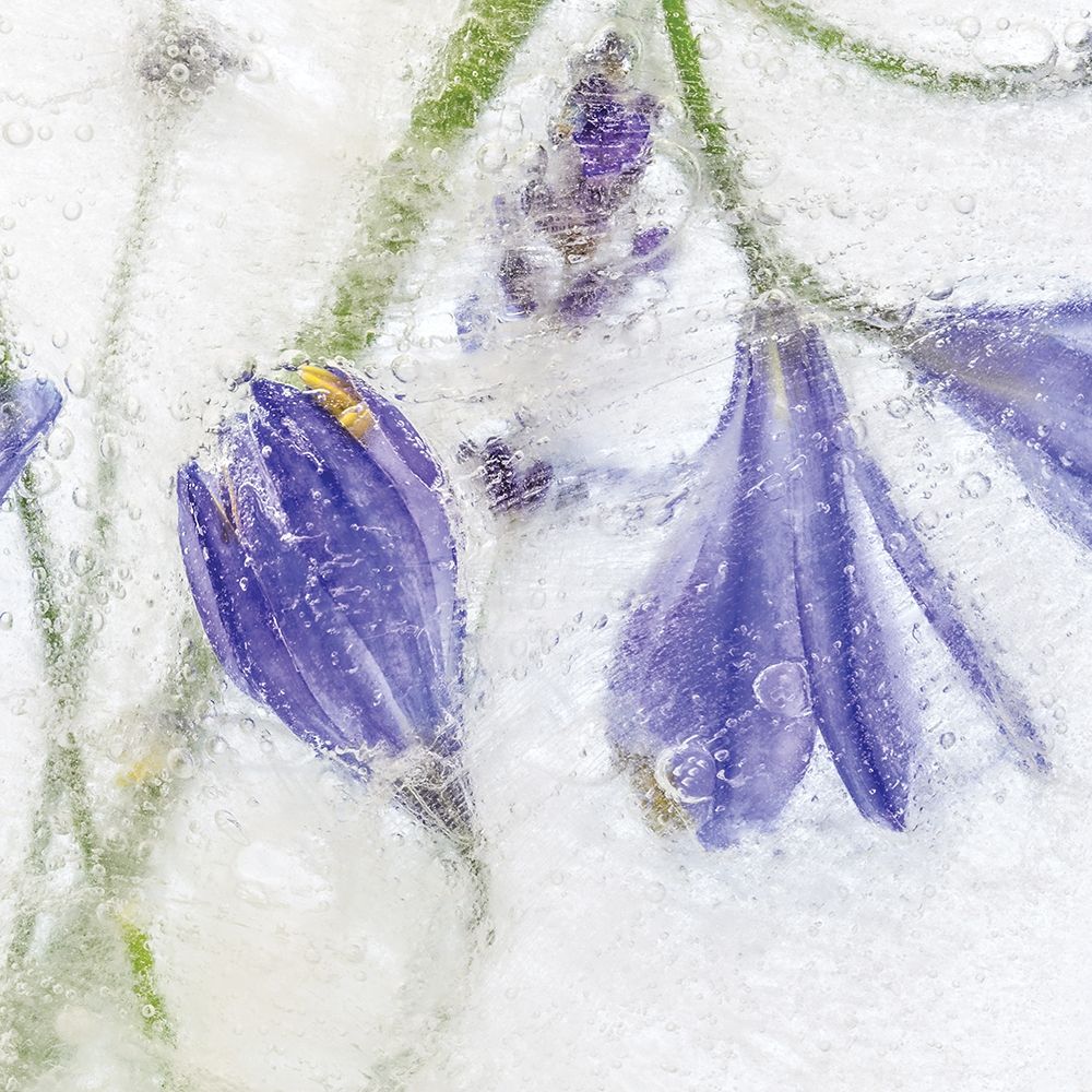 Wall Art Painting id:208421, Name: Frozen Floral III, Artist: Disher, Mandy