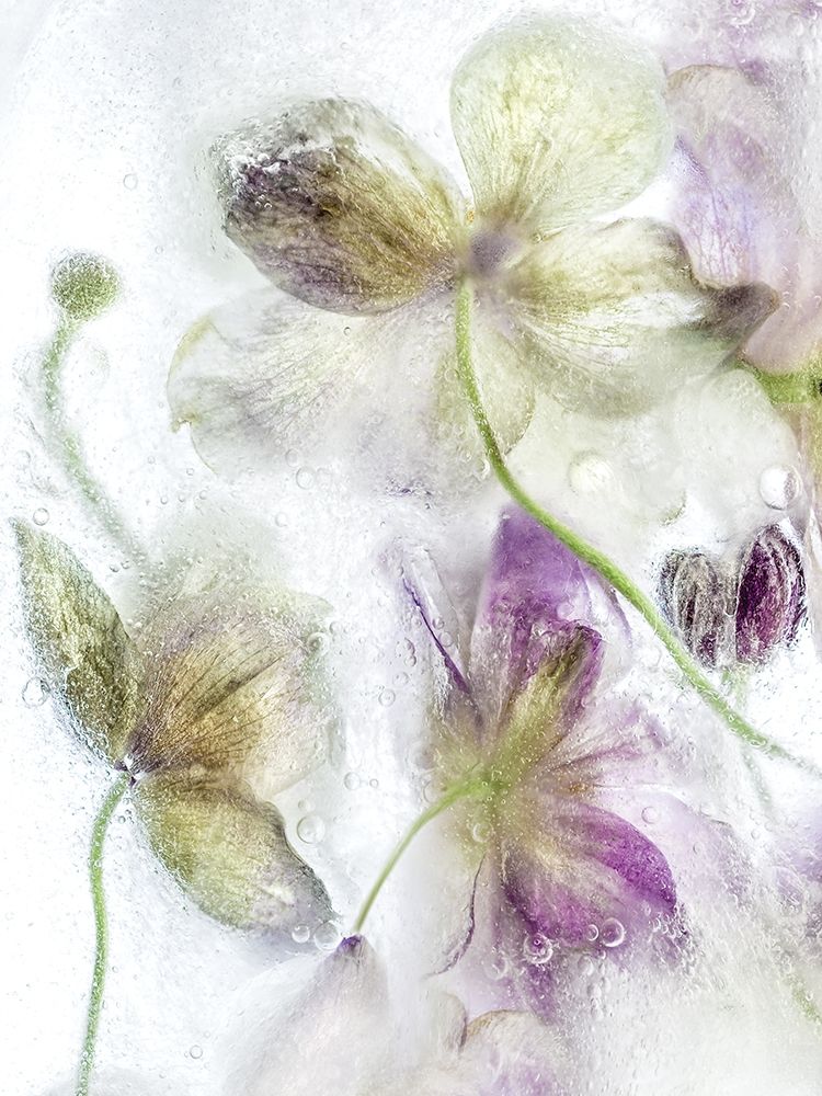 Art Print: Frozen Floral IV