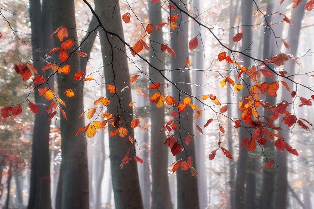 Art Print: Falling Moments